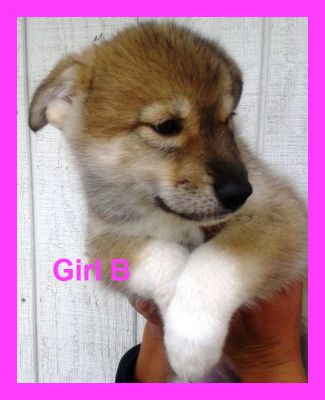 Scrolling MySpace Image Generator
