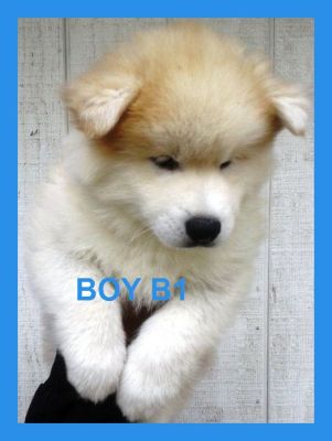 Scrolling MySpace Image Generator