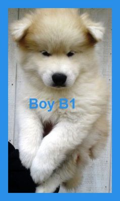 Scrolling MySpace Image Generator