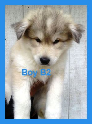 Scrolling MySpace Image Generator