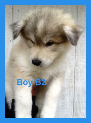 Scrolling MySpace Image Generator