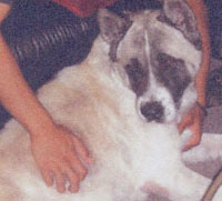 Kimo - Akita