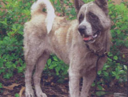 Kimo - Akita